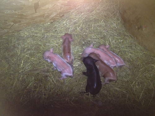 Maple's Litter